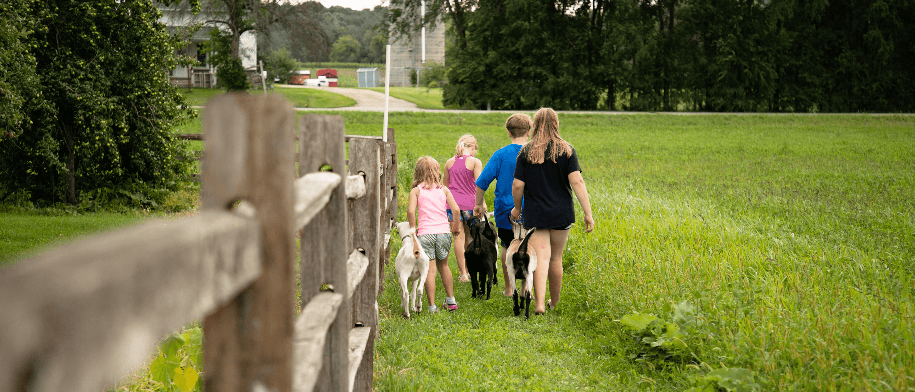 Hedrich grandkids walking with goats on the Calanna homestead